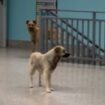 cani-randagi-a-passeggio-tra-i-reparti-dell’ospedale-di-lamezia-terme-[video]