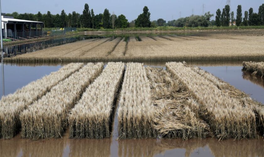 prestiti-di-ismea-fino-a-30-mila-euro-i-per-danni-dell’alluvione