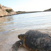 i-nuovi-nidi-di-tartaruga-marina-a-lampedusa