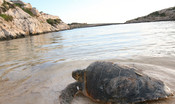 i-nuovi-nidi-di-tartaruga-marina-a-lampedusa