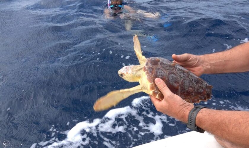 in-sardegna-liberato-“carletto”,-giovane-esemplare-di-caretta-caretta