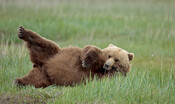 orso-a-spasso-nel-borgo-medioevale-di-vicalvi -(video) 