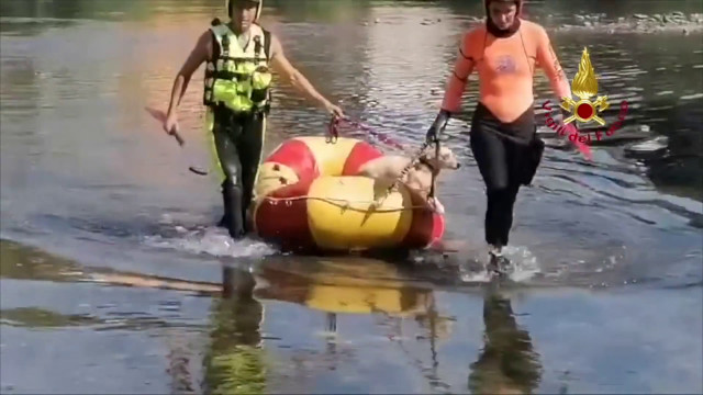 vigili-del-fuoco-salvano-cane-in-pericolo-sul-fiume-serchio-a-lucca