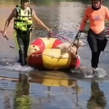 vigili-del-fuoco-salvano-cane-in-pericolo-sul-fiume-serchio-a-lucca