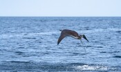 alla-deriva-per-due-mesi-nell’oceano-pacifico,-salvati-un-marinaio-e-il-suo-cane 