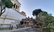 grande-pino-cade-in-piazza-d’aracoeli