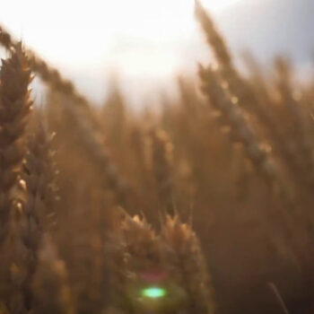 la-guerra-del-grano-minaccia-il-prezzo-della-pasta