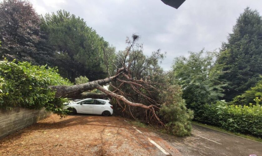 bomba-d’acqua-in-brianza,-a-bernareggio-pino-cade-su-auto-in-sosta