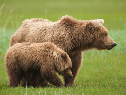 inseguiti-da-un’orsa,-li-attacca-per-difendere-il-cucciolo