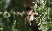 spray-anti-orso-al-corpo-forestale-del-trentino 