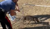 voleva-forse-fare-gol-e-invece….-brutta-disavventura-per-un-cucciolo-di-cinghiale-[video]