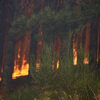 incendi,-occhiuto-“in-calabria-salvati-tanti-ettari-di-natura”