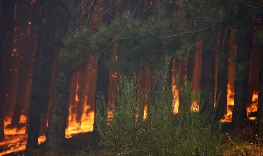 incendi,-occhiuto-“in-calabria-salvati-tanti-ettari-di-natura”