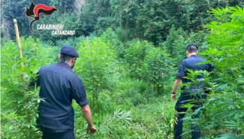 piantagione-di-marijuana-scoperta-a-lamezia-terme,-sequestrate-1200-piante