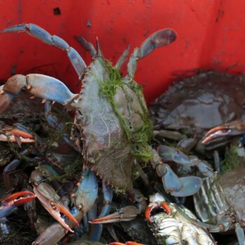 parte-per-gli-stati-uniti-il-granchio-blu-pescato-in-emilia-romagna