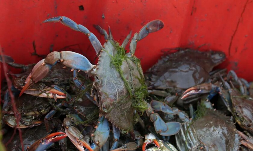 parte-per-gli-stati-uniti-il-granchio-blu-pescato-in-emilia-romagna