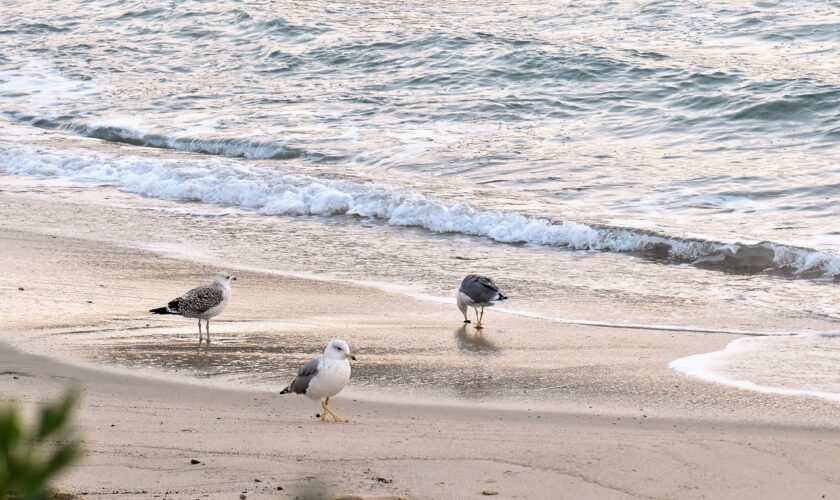 esplorare-l’isola-d’elba:-un-viaggio-tra-spiagge-incontaminate-e-acque-turchesi