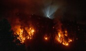 morta-in-un-incendio-nicoletta,-l’asinella-simbolo-della-lotta-per-l’ambiente