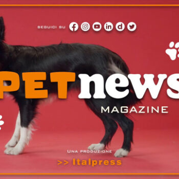 petnews-magazine-–-22/8/2023