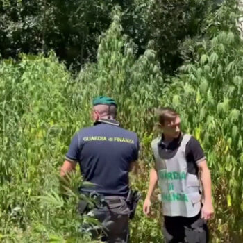 foggia,-scoperta-piantagione-di-marijuana-vicino-alla-stazione