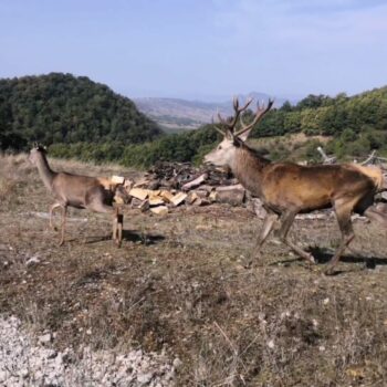 esemplari-di-cervi-trasferiti-nella-foresta-di-fossa-cupa-in-basilicata