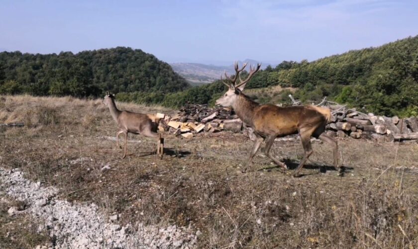 esemplari-di-cervi-trasferiti-nella-foresta-di-fossa-cupa-in-basilicata