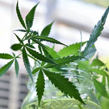 malta,-first-licenses-issued-to-cultivate-cannabis-for-non-medical-use