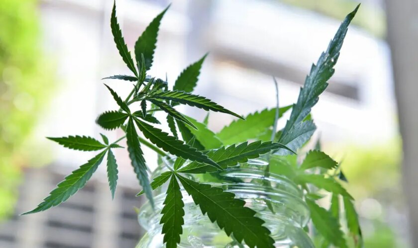 malta,-first-licenses-issued-to-cultivate-cannabis-for-non-medical-use