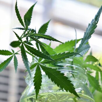 malta,-al-via-le-prime-licenze-per-coltivare-cannabis-per-uso-non-medico