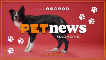 petnews-magazine-–-31/10/2023