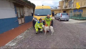 napoli,-cantonieri-anas-salvano-cane.-si-cerca-proprietario