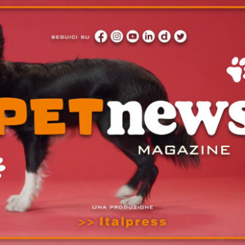 petnews-magazine-–-7/11/2023