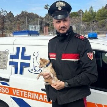 cagnolino-lasciato-in-auto-salvato-dai-carabinieri-a-catania