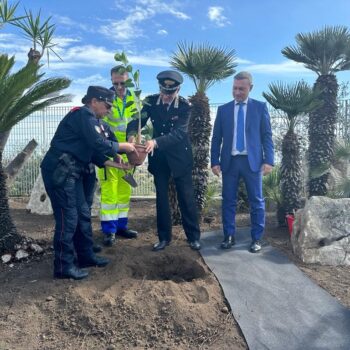 anas-e-carabinieri-piantano-“albero-di-falcone”-nel-catanese