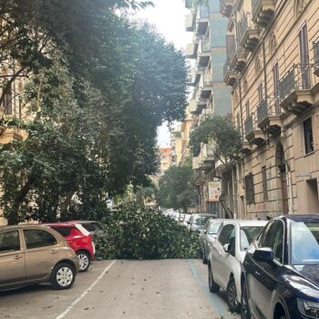 palermo,-alberi-caduti-per-il-forte-vento-in-citta-/-video