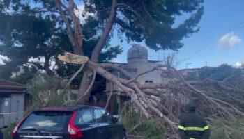 maltempo-a-palermo,-cosi-il-vento-spezza-un-grosso-albero