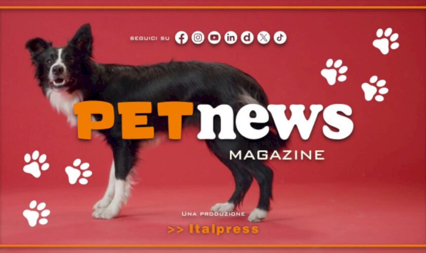 petnews-magazine-–-6/2/2024