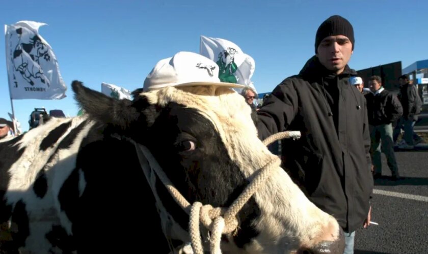 protesta-trattori,-delegazione-a-san-pietro-con-la-mucca-ercolina