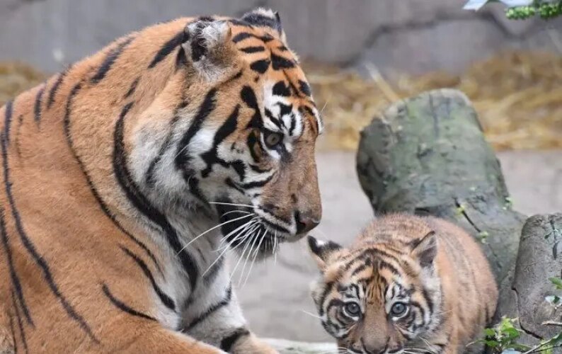 il-bioparco-di-roma-svela-al-pubblico-la-tigrotta-kala