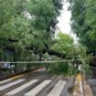 milano,-albero-cade-su-linea-tram.-interrotto-il-tratto