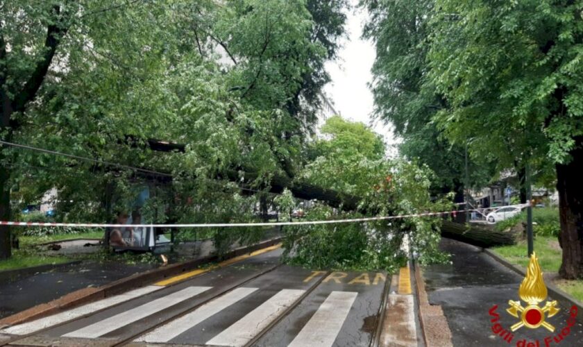 milano,-albero-cade-su-linea-tram.-interrotto-il-tratto