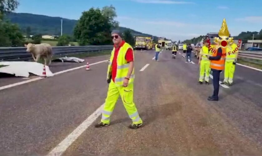 camion-carico-di-bovini-si-ribalta-sulla-a4-nel-vicentino