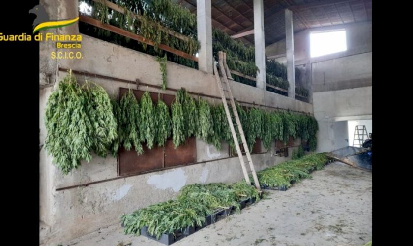 brescia,-coltivavano-e-raffinavano-marijuana.-8-misure-cautelari