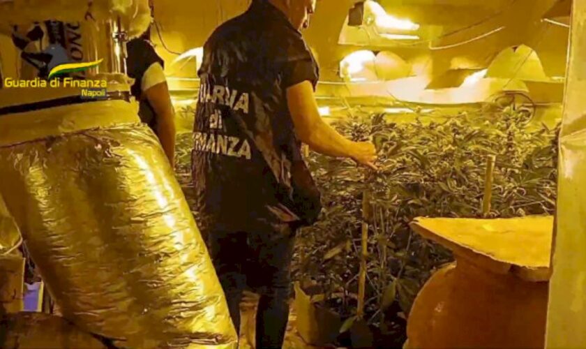 napoli,-scoperto-laboratorio-clandestino-per-coltivazione-di-marijuana